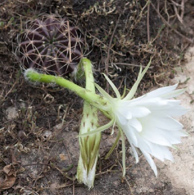 echinopsis ancistrophora