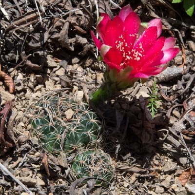 echinopsis arachnacantha