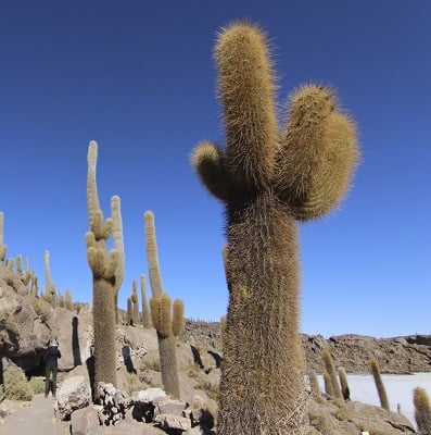 echinopsis atacamensis