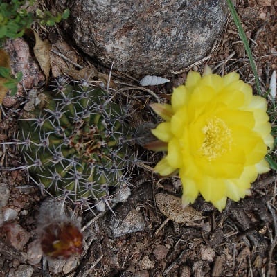 echinopsis aurea