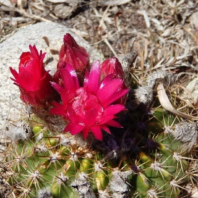 echinopsis bruchii