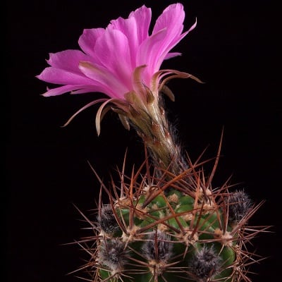 echinopsis caineana