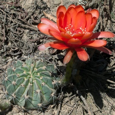 echinopsis calorubra