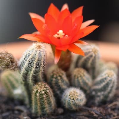 echinopsis chamaecereus