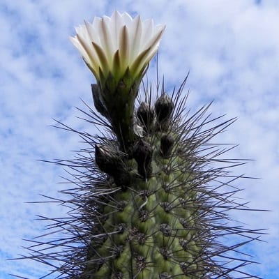 echinopsis chiloensis