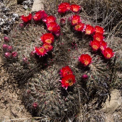 echinopsis chrysochete