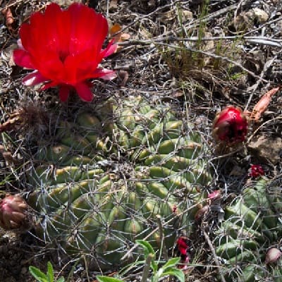 echinopsis cinnabarina