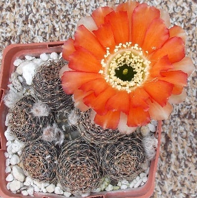 echinopsis densispina