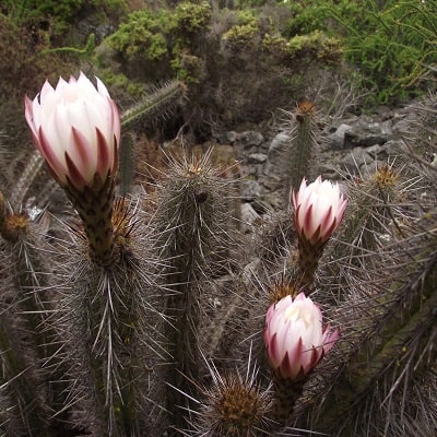 echinopsis deserticola