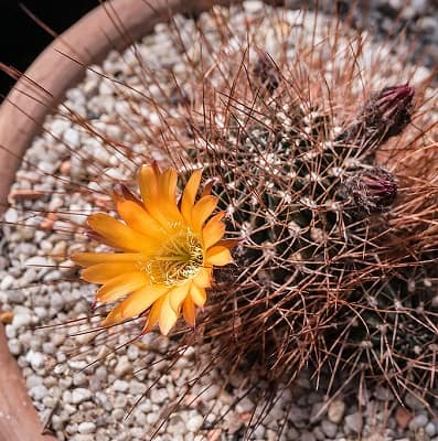 echinopsis