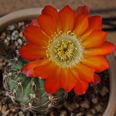 echinopsis haematantha