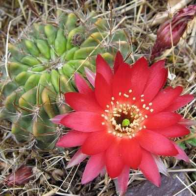 echinopsis hertrichiana