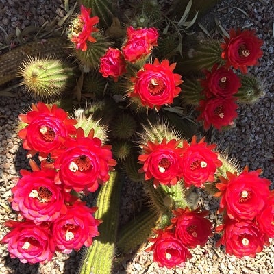 echinopsis huascha