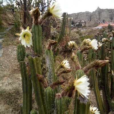 echinopsis lageniformis