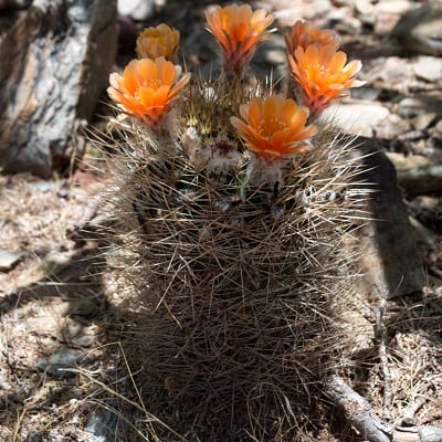 echinopsis lateritia