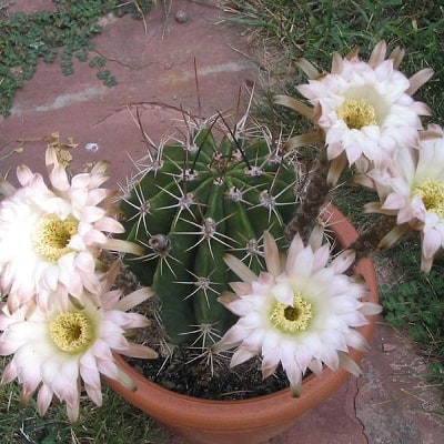 echinopsis leucantha