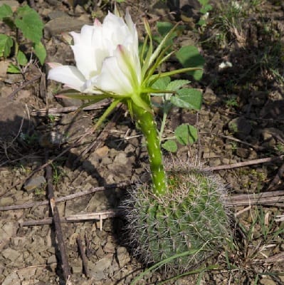 echinopsis mamillosa
