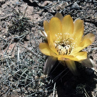 echinopsis marsoneri