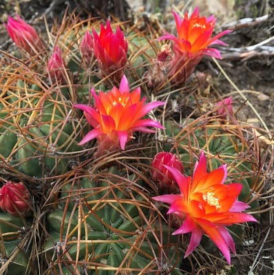 echinopsis