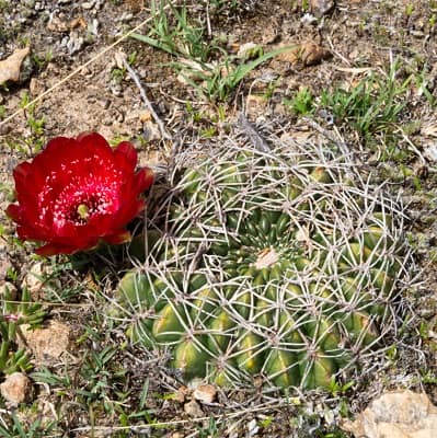 echinopsis oligotricha