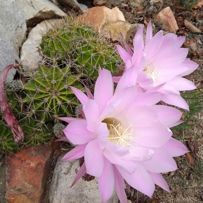 echinopsis