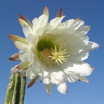 echinopsis pachanoi