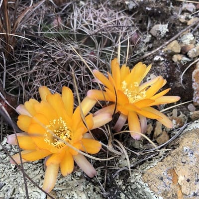 echinopsis pentlandii