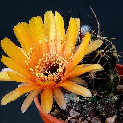 echinopsis pugionacantha 1