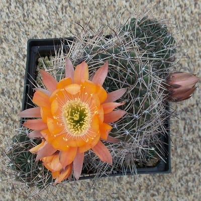 echinopsis pugionacantha subsp. rossii