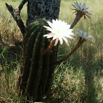 echinopsis rhodotricha