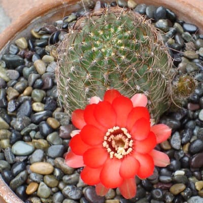 echinopsis saltensis