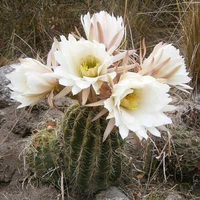 echinopsis schickendantzii