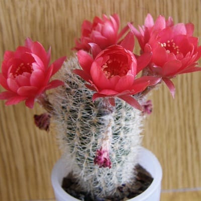 echinopsis schieliana