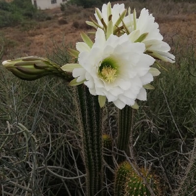 echinopsis spachiana