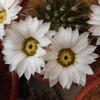 echinopsis spiniflora