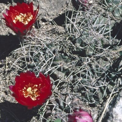 echinopsis stilowiana