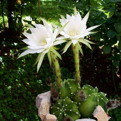 echinopsis subdenudata