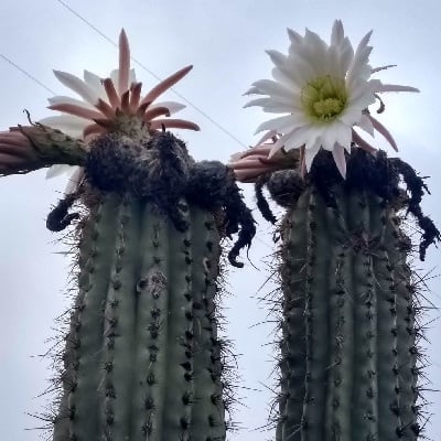 echinopsis tacaquirensis