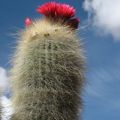 echinopsis tarijensis