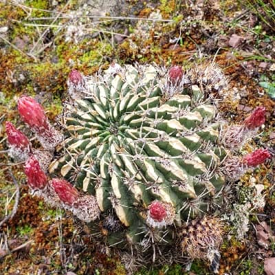 echinopsis tegeleriana