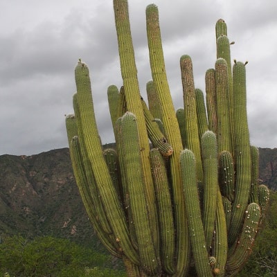 echinopsis terscheckii