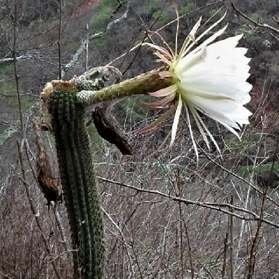 echinopsis thelegonoides