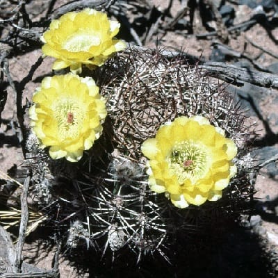 echinopsis thionantha