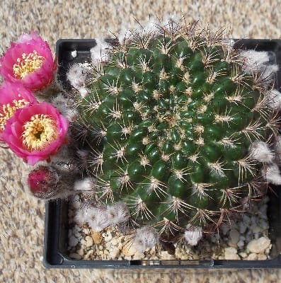 echinopsis tiegeliana