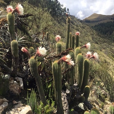 echinopsis volliana