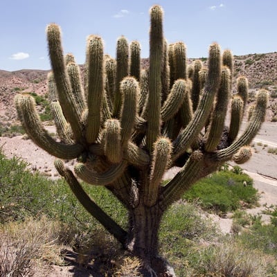 echinopsis werdermanniana