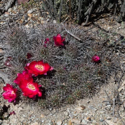 echinopsis yuquina