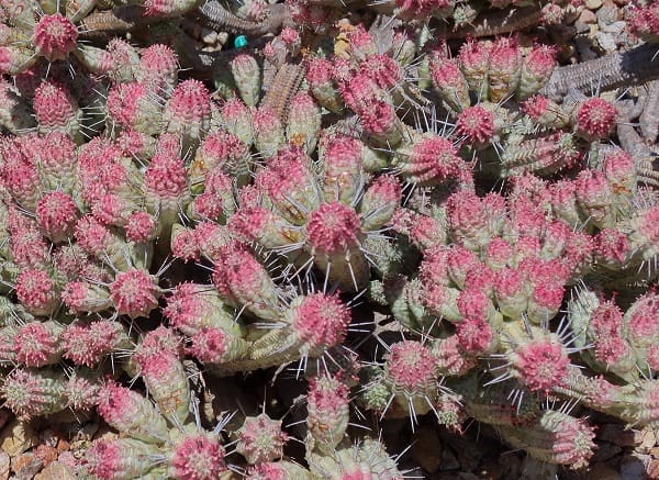 euphorbia mammillaris variegata 1