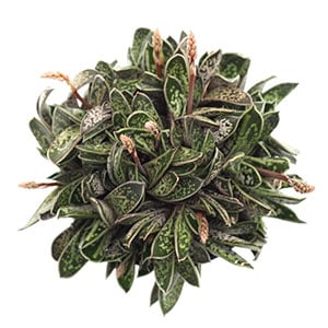 gasteria bicolor lilliputana leaf clay