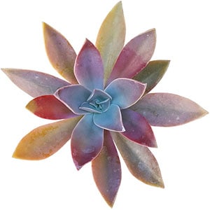 graptoveria fred ives succulents